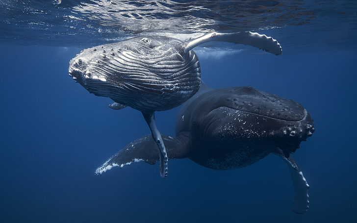 two black humpback whales, sea, nature, underwater, animal, wildlife, HD wallpaper