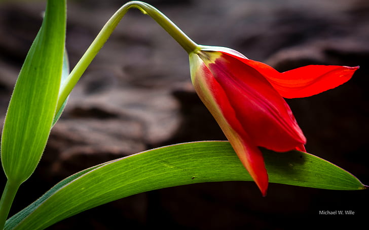 closeup photography of red Tulip flower, nature, plant, petal, HD wallpaper