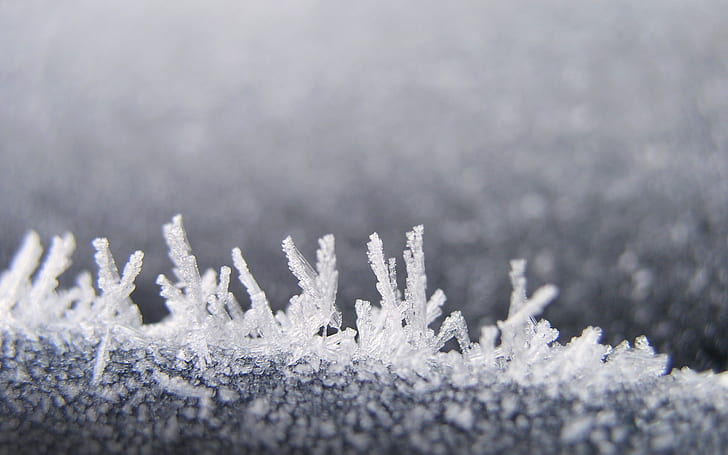 Frost Ice Macro Winter HD, grayscale photography of grass, nature