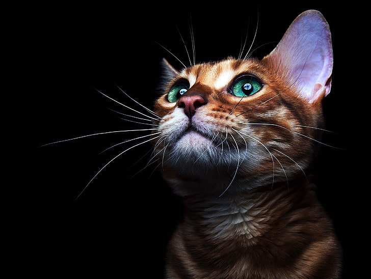 cat, animal eyes, animal ears, animals, black background, animal themes, HD wallpaper