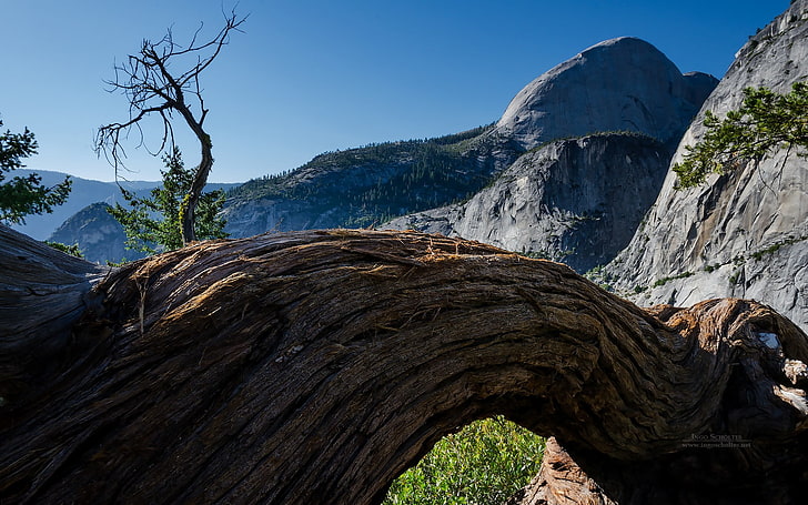brown tree bridge, nature, landscape, mountains, trees, Yosemite National Park, HD wallpaper