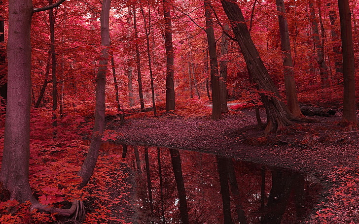 tall trees, landscape, red, fall, forest, nature, stream, plant
