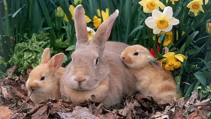 Rabbit Bunny HD, three gray and brown bunnies\, animals