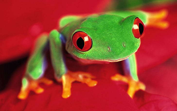 women frogs redeyed tree frog amphibians 1920x1200  Animals Frogs HD Art