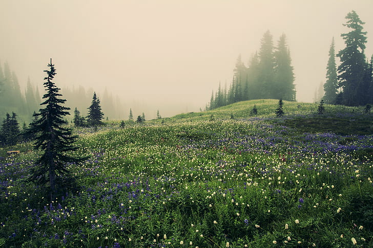 flower field during foggy weather, Mountain Meadow, Mt. Rainier, HD wallpaper