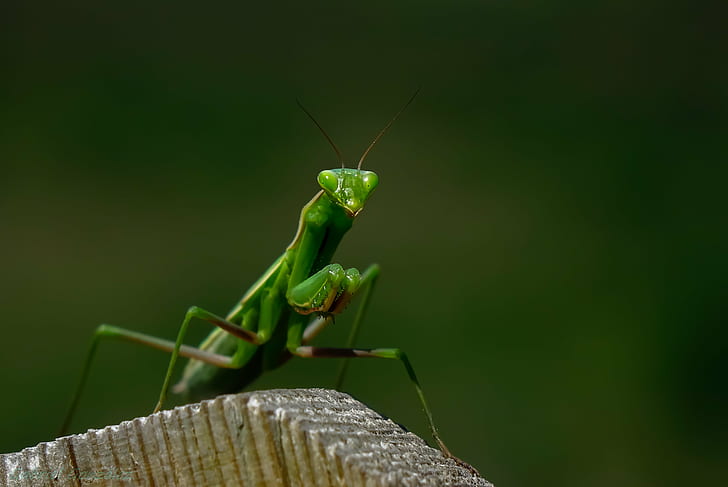 green praying mantis, Sony, RX, macro, nature, animals, Gabriel, HD wallpaper