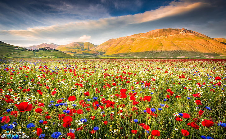 red poppy flower field, flowers, nature, Maki, mountain, landscape, HD wallpaper