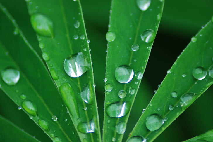 water droplets on green leaves, nature, natuur, leaf, dew, green Color, HD wallpaper