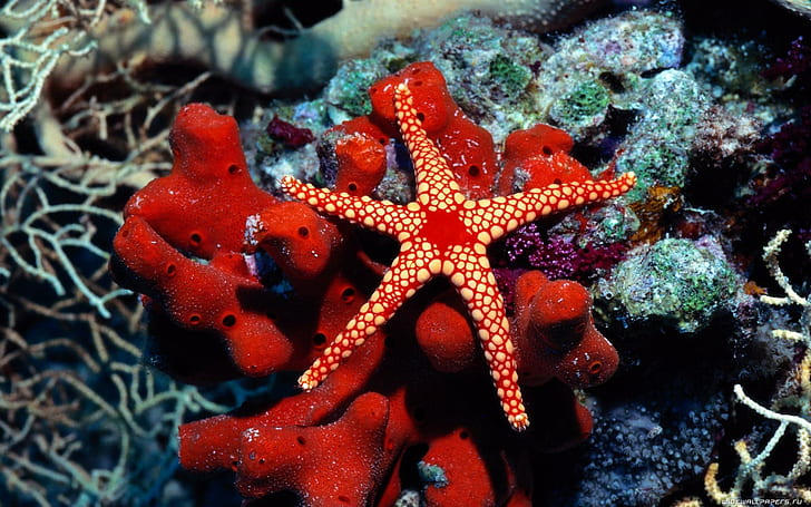 Water Fish Underwater Sea Starfish HD Free, red and white starfish, HD wallpaper