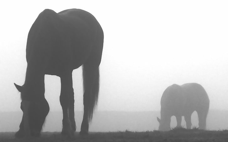 horse, monochrome, mist, silhouette, animal themes, mammal, HD wallpaper