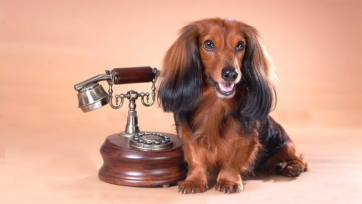 dog, doggie, retro, telephone, vintage, one animal, pets, mammal, HD wallpaper