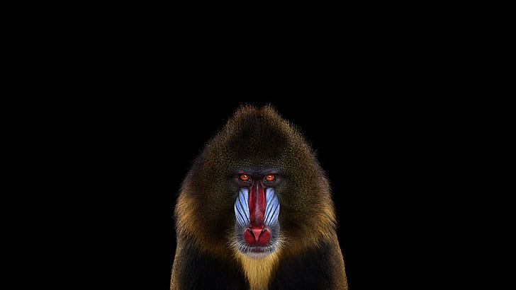 Mandrill, Animals, Photography, Simple Background, 2560x1440