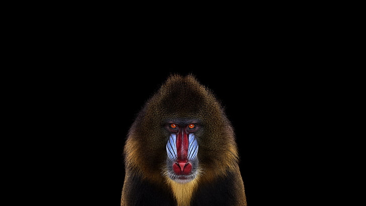 mandril monkey, photography, mammals, simple background, Mandrill