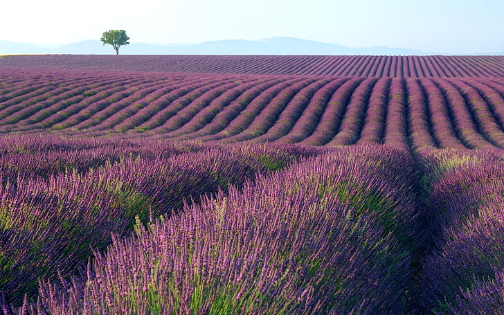 purple lavender flower field, flowers, tree, windows 7, seven HD wallpaper