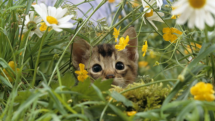 Cat Kitten Flower Grass HD, brown and black feline kitten, animals, HD wallpaper