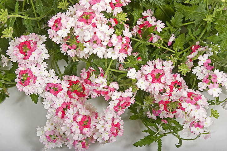 Verbena Flowers, white pink and green petaled flowers, many, HD wallpaper