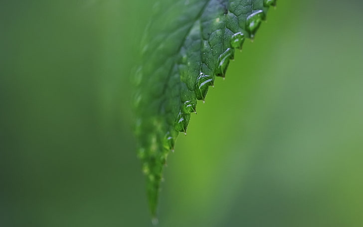 green leafg, carved, moisture, form, light, green color, close-up, HD wallpaper