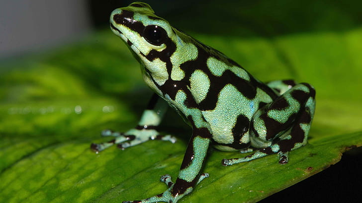 frog, amphibian, poison dart frogs, HD wallpaper