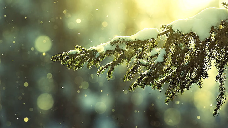 snow, snow flakes, winter, depth of field, trees, plant, cold temperature, HD wallpaper