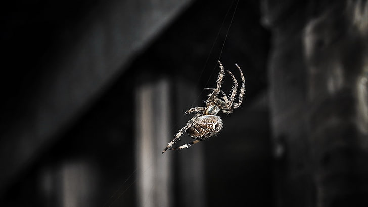spider, insect, animal wildlife, close-up, animals in the wild