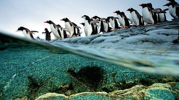 penguins, animals, split view, birds, sea, wildlife