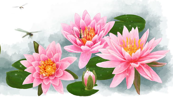 Water Lilies Pink, three pink-and-white flowers, spring, lotus