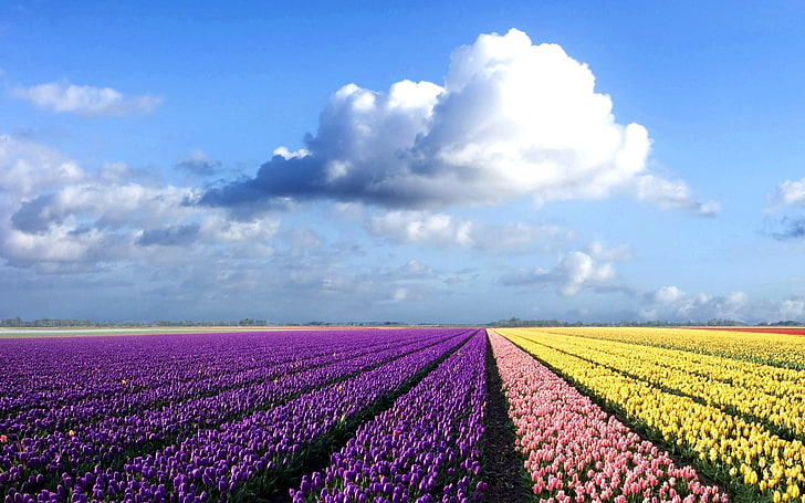 field, sky, flowers, tulips, clouds, landscape, purple flowers, HD wallpaper