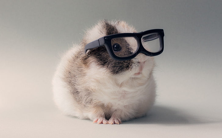 gray and white hamster and black framed eyeglasses, animals, guinea pigs