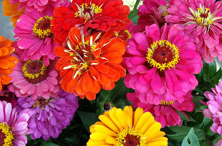 yellow, red, and pink zinnia flowers, zinnias, bright, close-up
