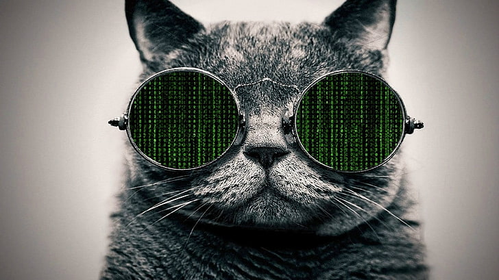 The Matrix, glasses, cat, animal themes, one animal, mammal, HD wallpaper