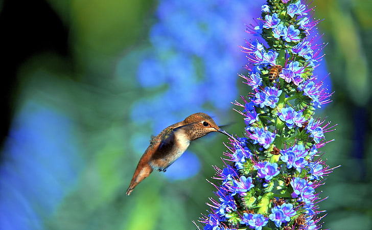Hummingbird, Pride of Madeira Flower, Animals, Birds, Nature, HD wallpaper