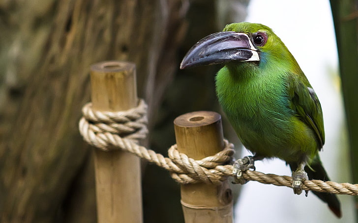 HD wallpaper: green bird with long black beak, rope, wood, sit, animal,  wildlife | Wallpaper Flare