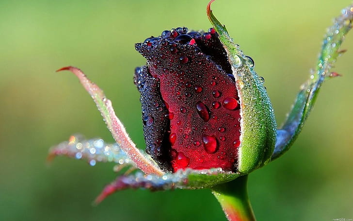Rosebud dew water close-up, red rose flower