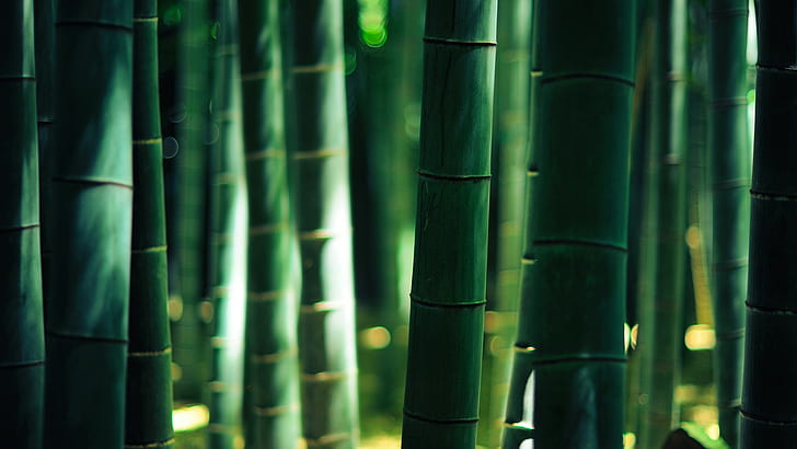 HD wallpaper: bamboo | Wallpaper Flare
