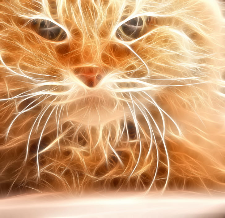 flaming cat artwork, Mikan, Canon  450D, Sigma, 70mm, Photoshop, HD wallpaper