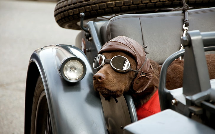 adult chocolate Labrador retriever, dog, car, sunglasses, hat