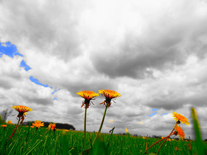 yellow flowers under cloudy sky at daytime, dandelion, dandelion, HD wallpaper