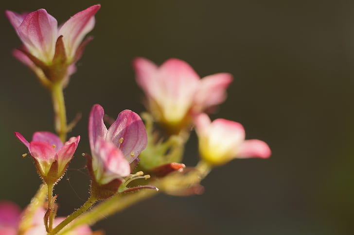 shift lens photography of pink and white lily flowers, Saxifraga
