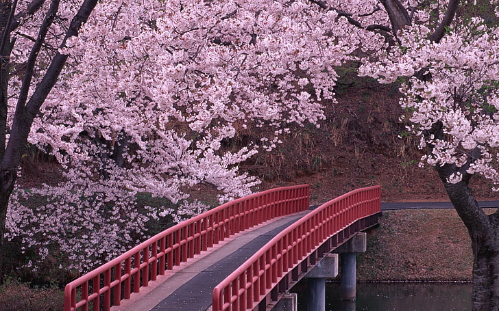 red metal framed bridge, flowering, trees, river, spring, cherry Blossom, HD wallpaper