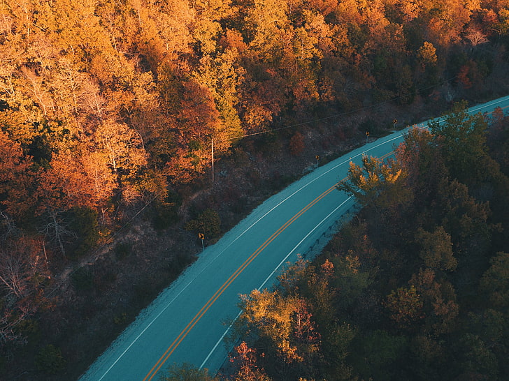 brown leaf trees, aerial photography of gray concrete road between orange leaf trees at daytime