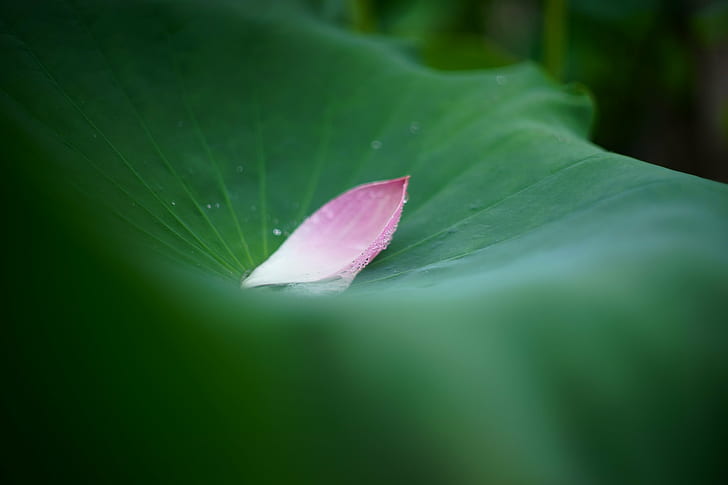 pink Lotus petal on a lily pad macro photo, nature, plant, leaf, HD wallpaper
