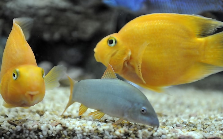 HD wallpaper: two yellow Blood Parrot cichlids, fish, swim, underwater,  animal | Wallpaper Flare