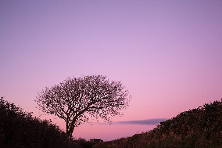 silhouette of dead tree during sunset, Coast, sunset  Tree, setting sun, HD wallpaper
