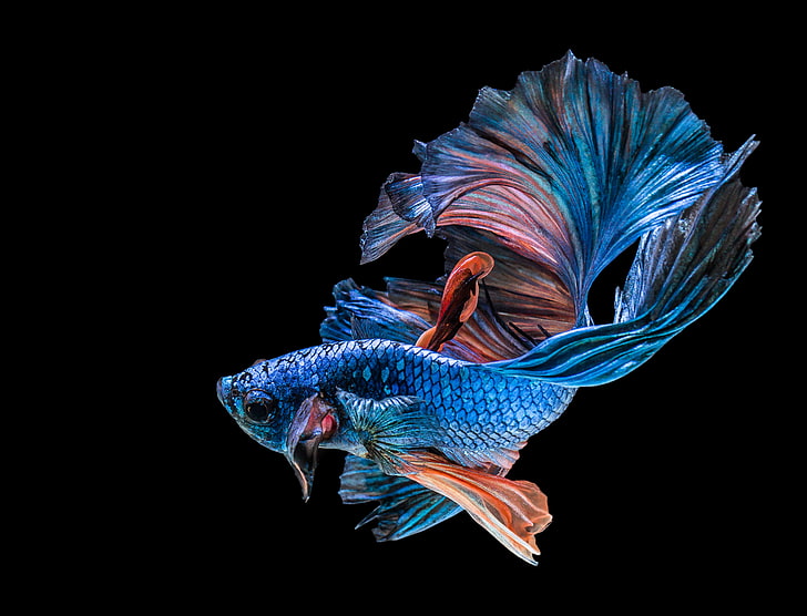 blue betta fish, black, siamese Fighting Fish, animal, nature, HD wallpaper