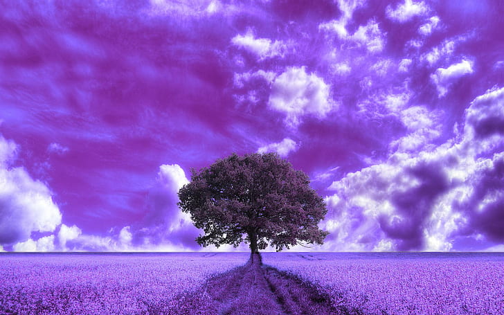 HD wallpaper: Beautiful Wastel, abstract, purple, tree, fantasy, 3d and ...