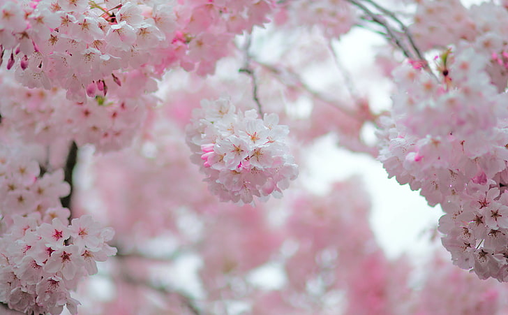 Cherry Blossom Depth of Field, pink flower, Seasons, Spring, Flowers, HD wallpaper
