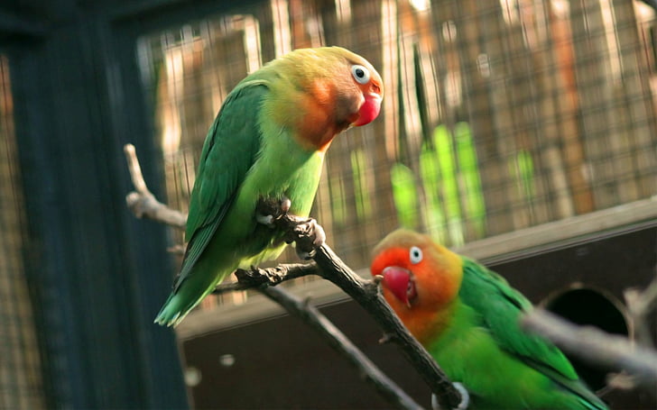 Birds, Lovebird, Parrot