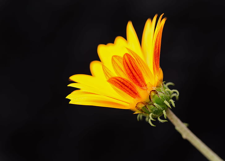 yellow petaled flower against black background, daisy, daisy