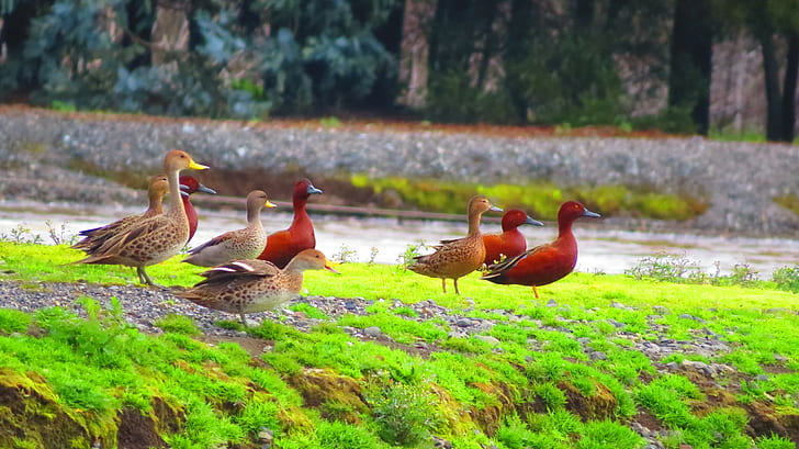 Nature, Ducks, Ducklings, Animals, flock of female mallard ducks