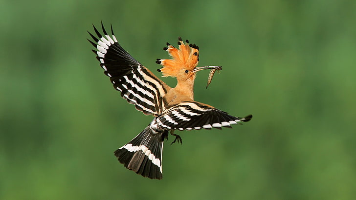 birds, Flight, Hoopoe, Madagascar, Poland, animal wildlife